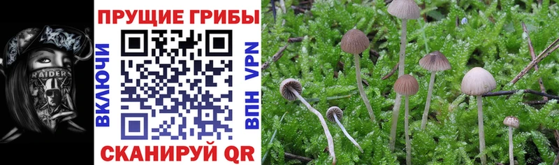 Галлюциногенные грибы Psilocybe Городище